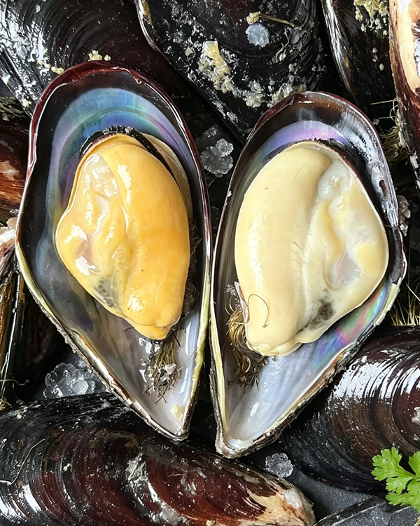 Green Mussels