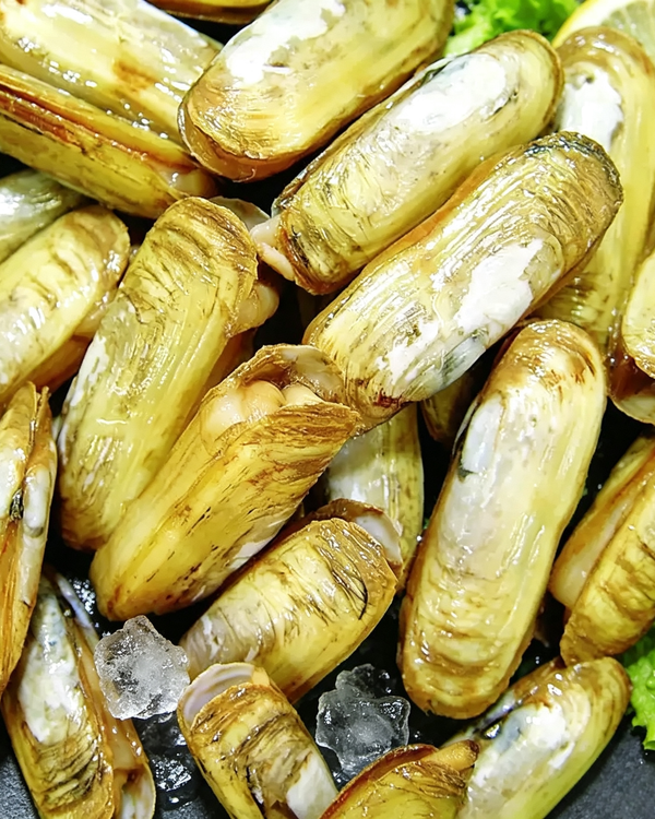 Razor Clam