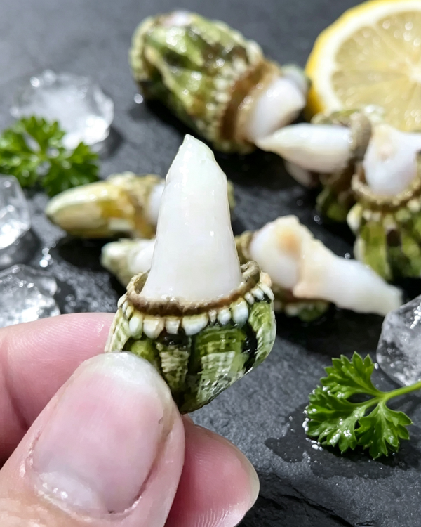 Sea Snail Meat